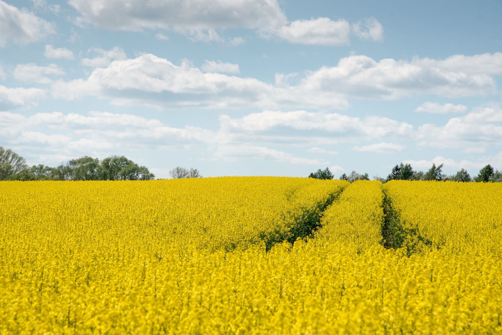 Nikon D750 sample photo. Oilseed rape, agriculture, yellow photography