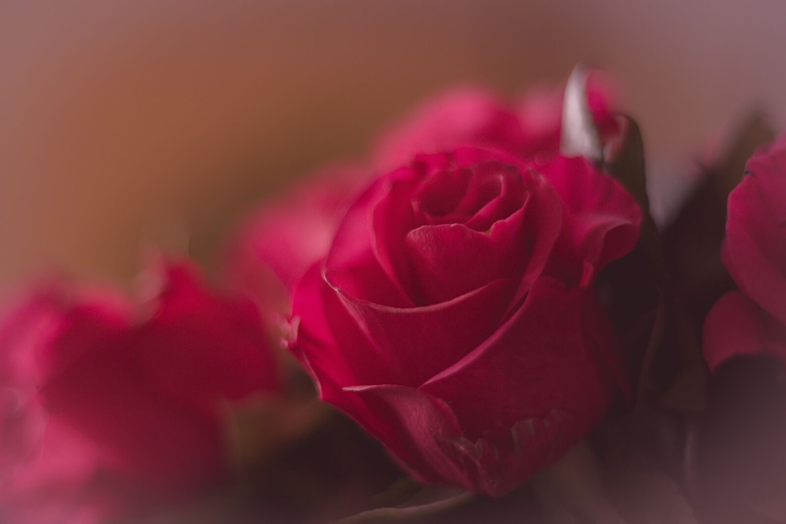 Canon EOS 80D sample photo. Tulip, flower, red photography