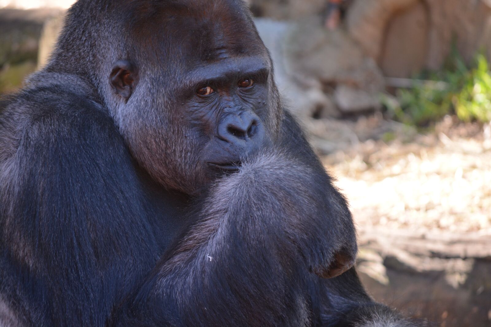 Nikon D5200 sample photo. Gorilla, silverback, animal photography