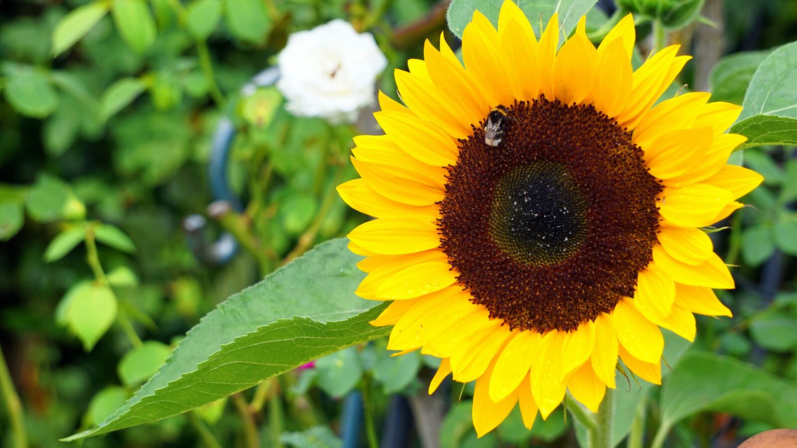 Sony Alpha a5000 (ILCE 5000) + Sony E 55-210mm F4.5-6.3 OSS sample photo. Sunflower, blossom, bloom photography