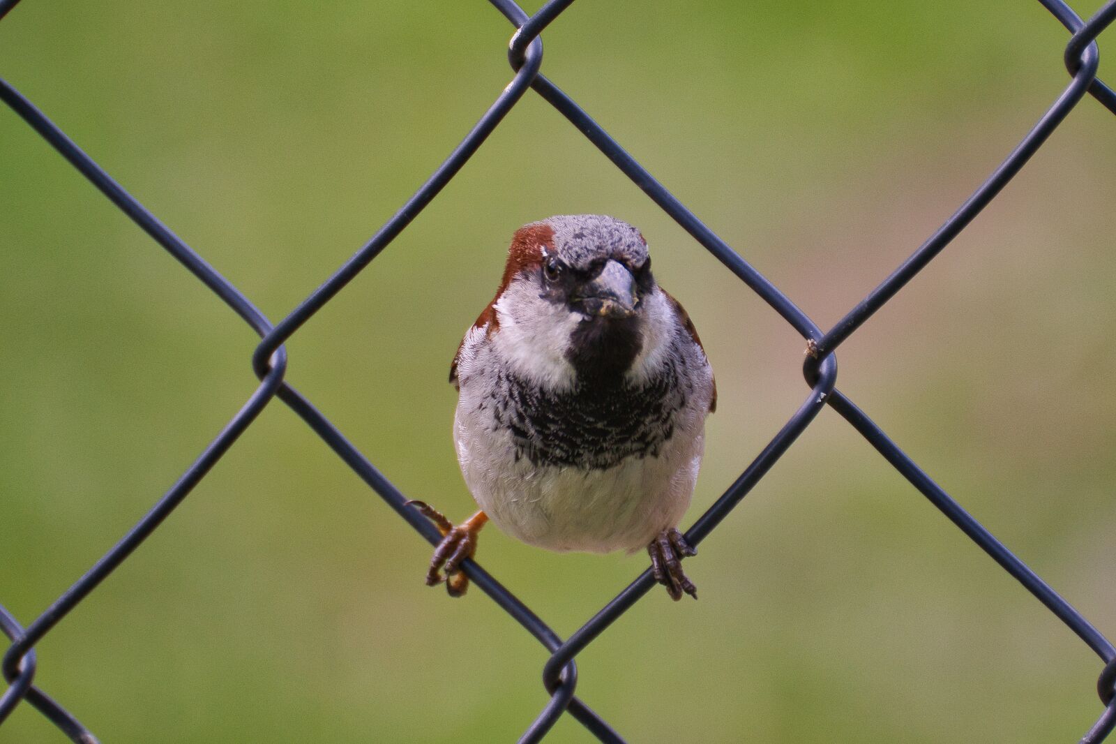 Nikon D5300 sample photo. House sparrow, bird, sparrow photography