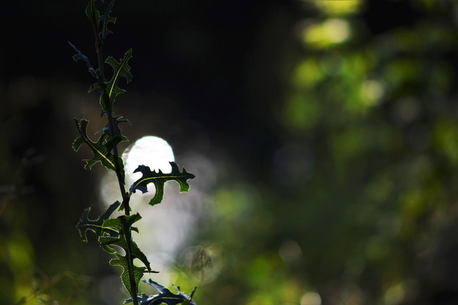 Nikon D3300 sample photo. Weed, plants, leaves photography