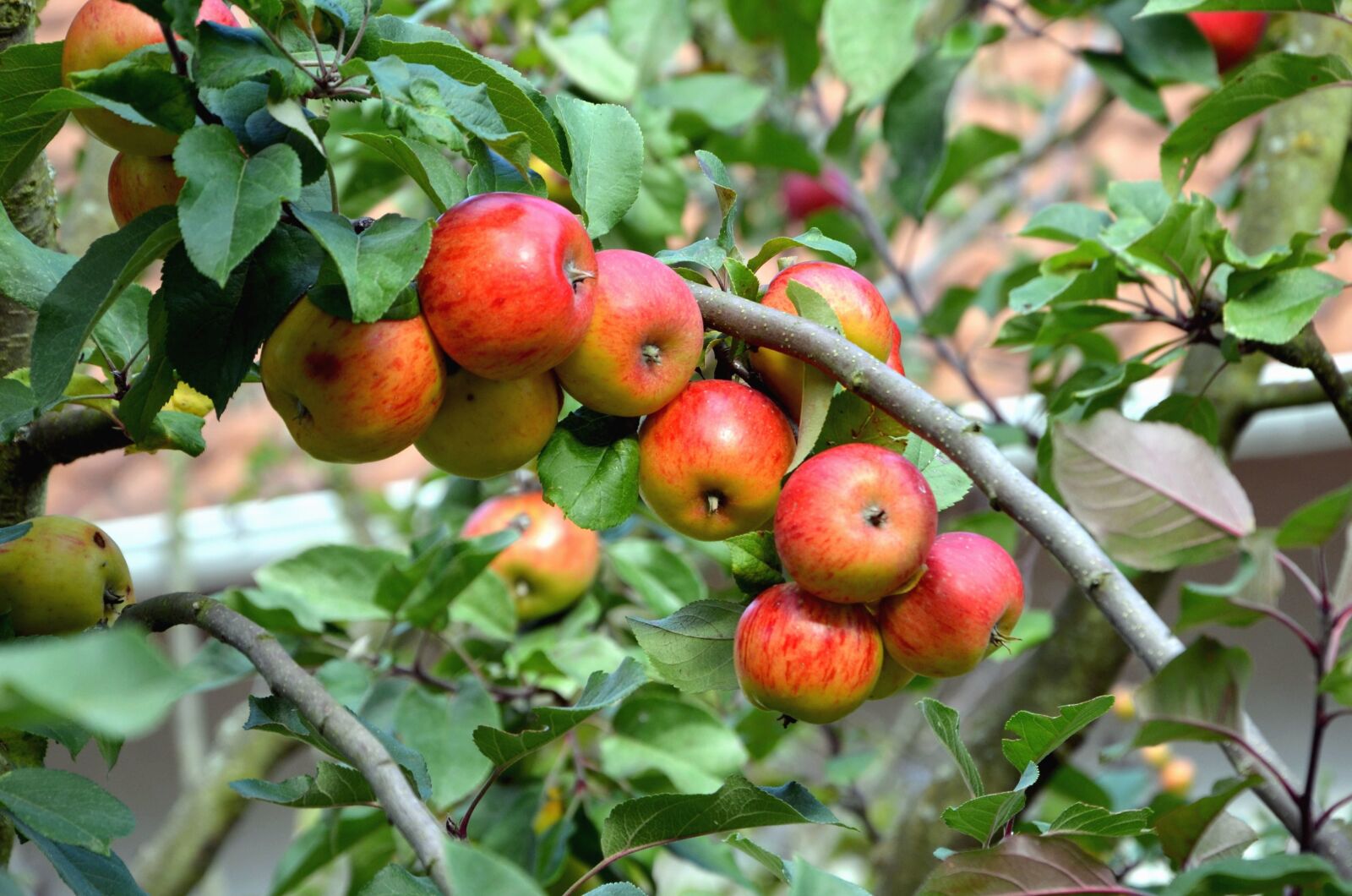 Nikon D5100 sample photo. Wood, branch, fruit, apple photography