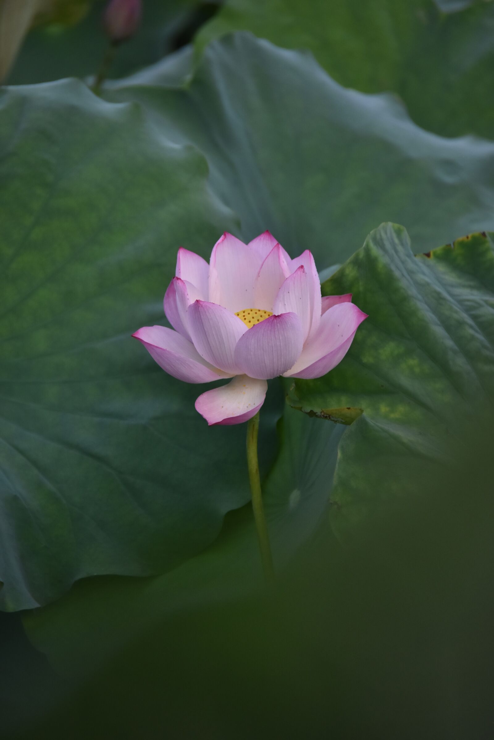 Nikon D7200 sample photo. Lotus, flower, aquatic plant photography
