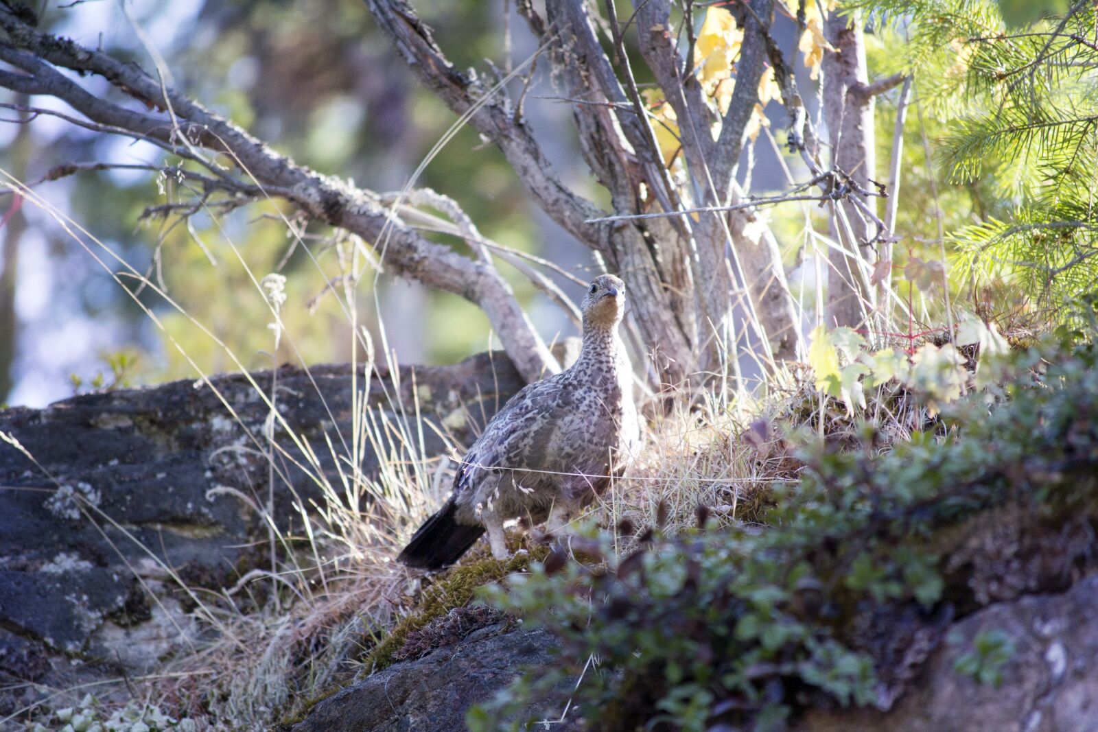 Nikon D3100 sample photo. Bird, grouse, hunting photography