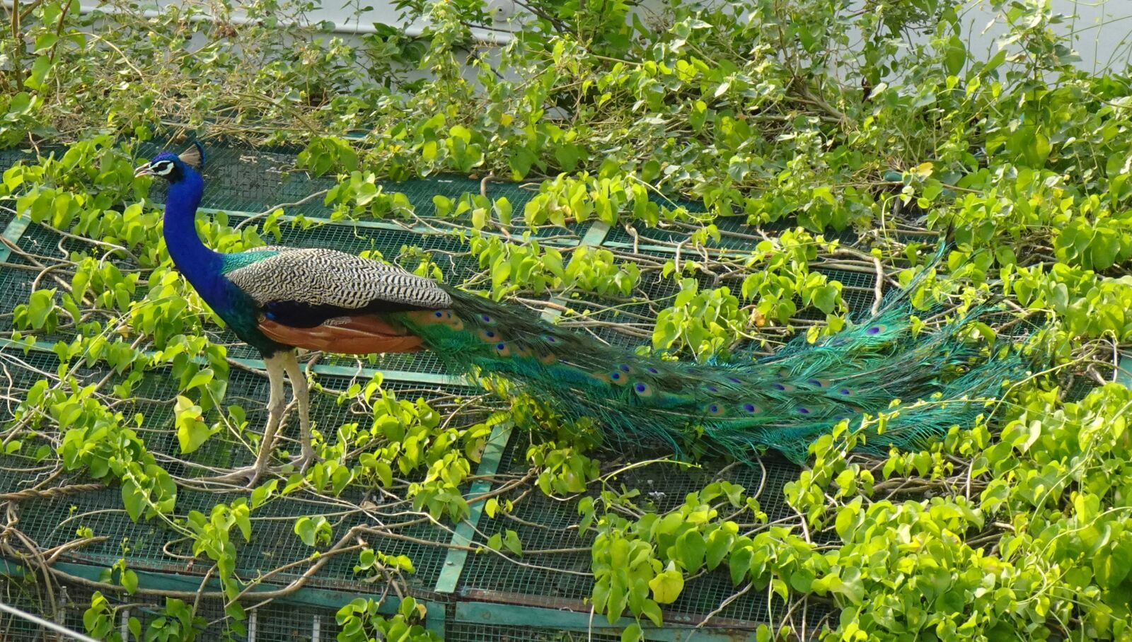Sony DSC-WX800 sample photo. Peacock, bird, plumage photography