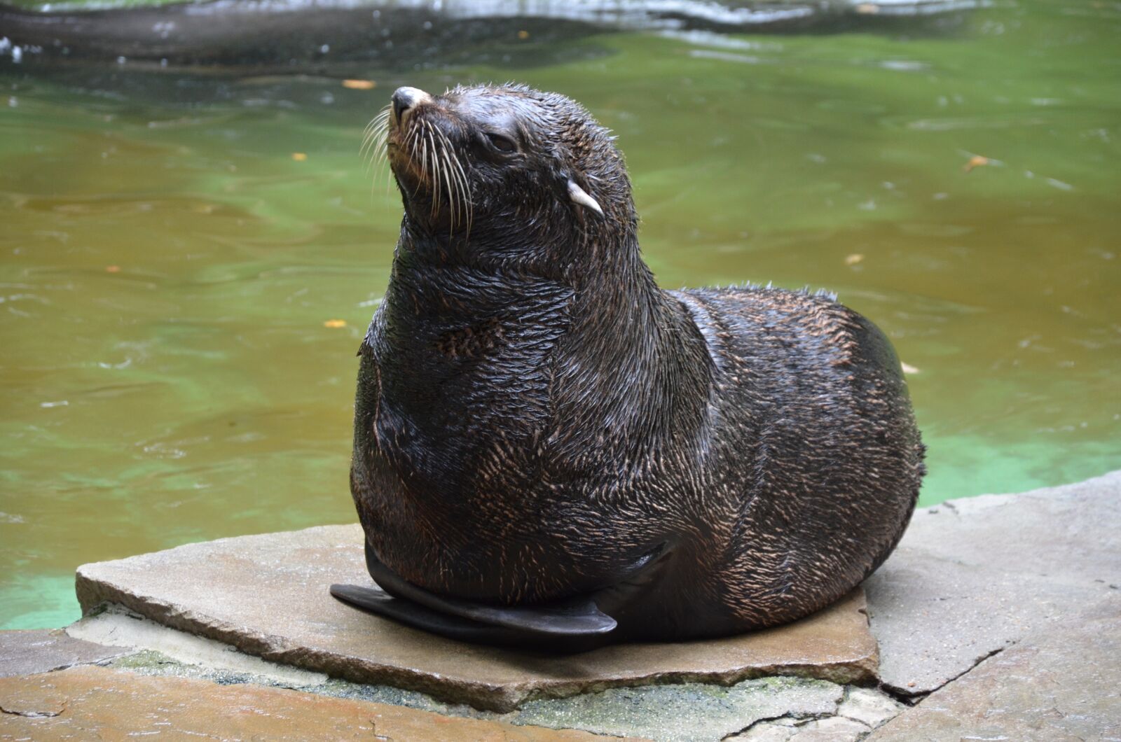 Nikon D5100 sample photo. Robbe, zoo, animal world photography