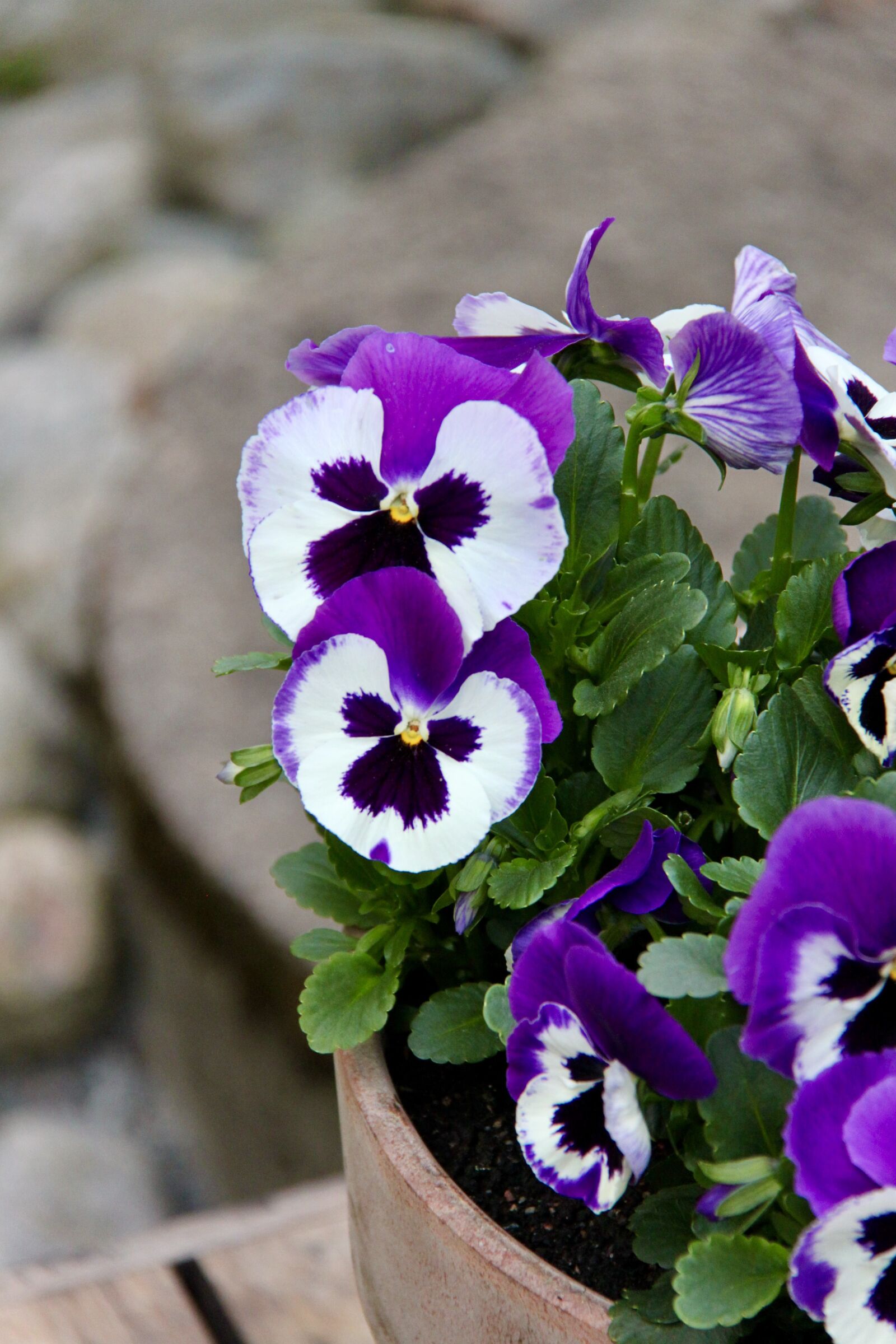 Canon EOS 500D (EOS Rebel T1i / EOS Kiss X3) sample photo. Spring, flower, purple photography