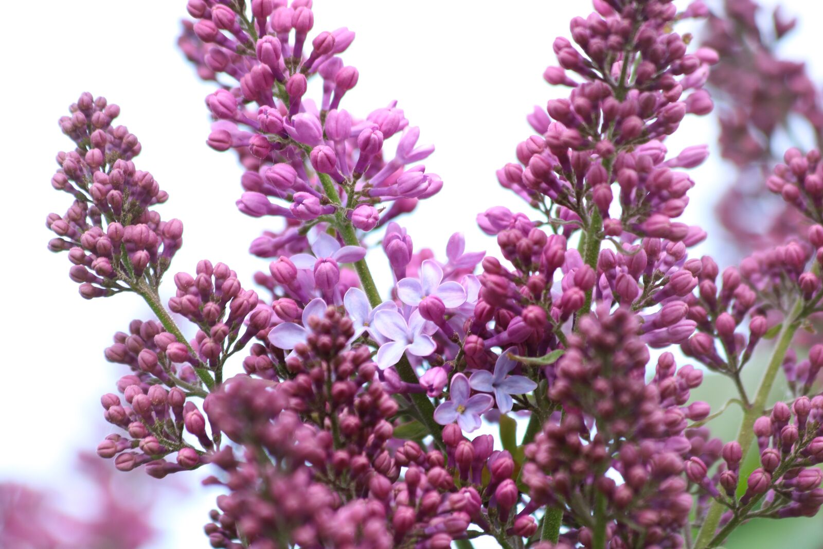 Canon EOS 750D (EOS Rebel T6i / EOS Kiss X8i) sample photo. Lilac, lila, flowers photography