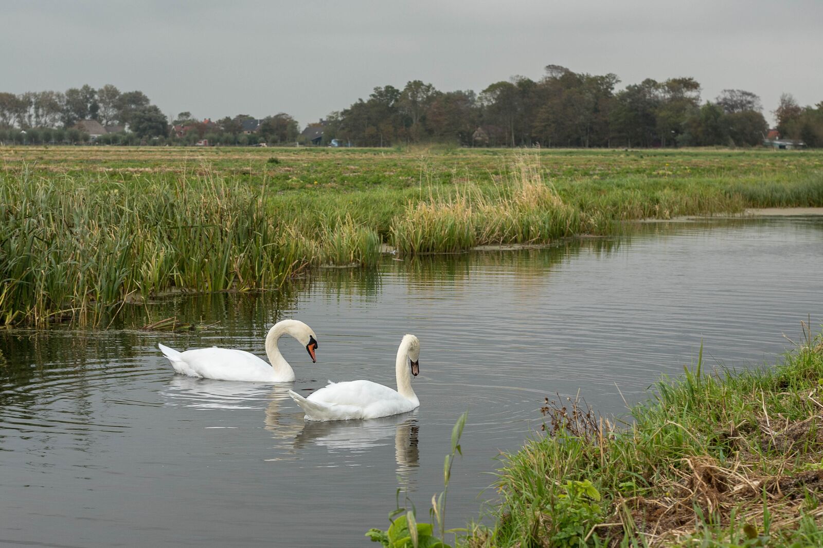 Canon EOS 6D Mark II sample photo. Swan, swans, stately photography