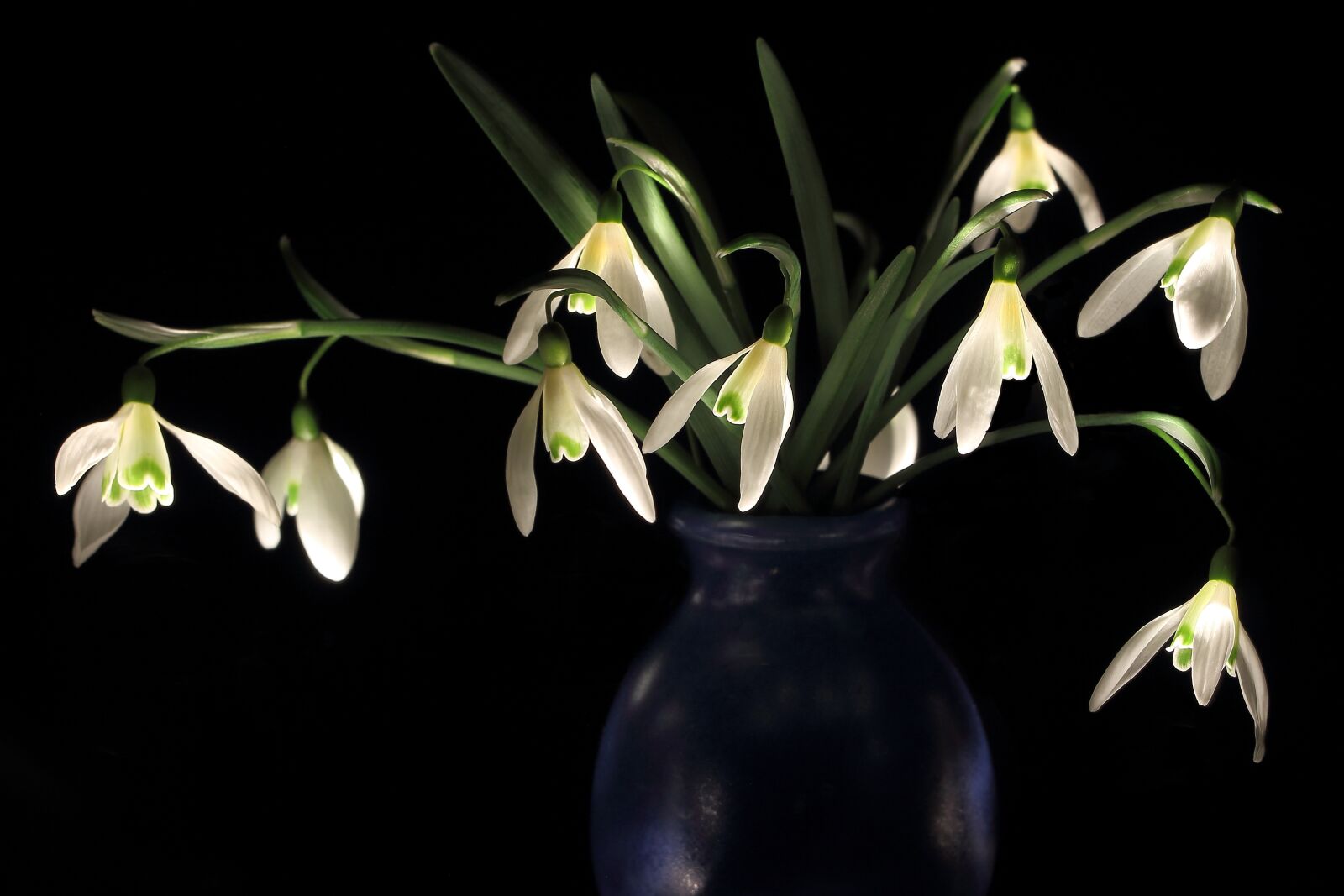 Canon EOS 650D (EOS Rebel T4i / EOS Kiss X6i) sample photo. Snowdrop, early bloomer, zwiebelpflanze photography