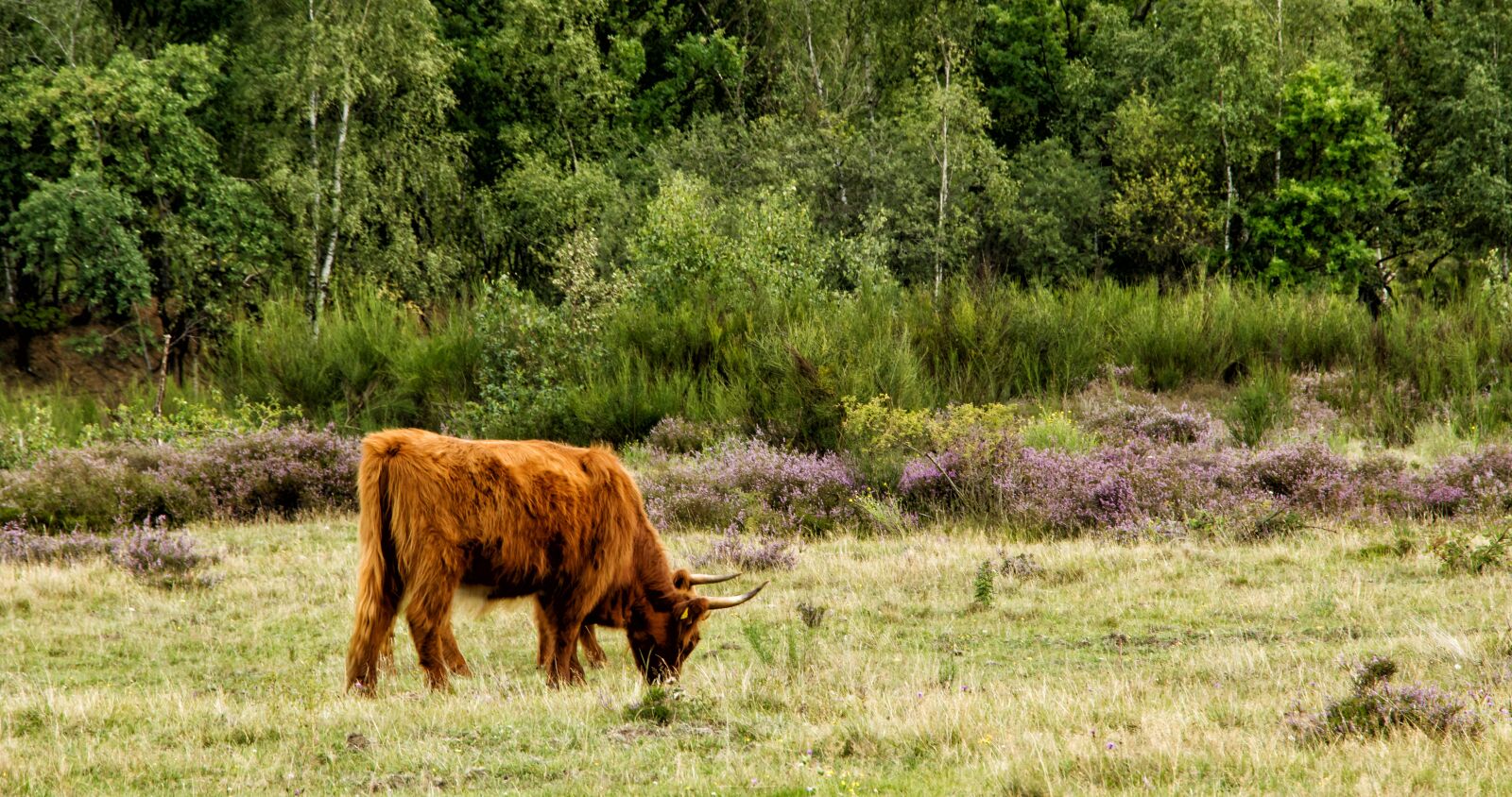 Canon EOS 80D sample photo. Beef, heide, highland beef photography