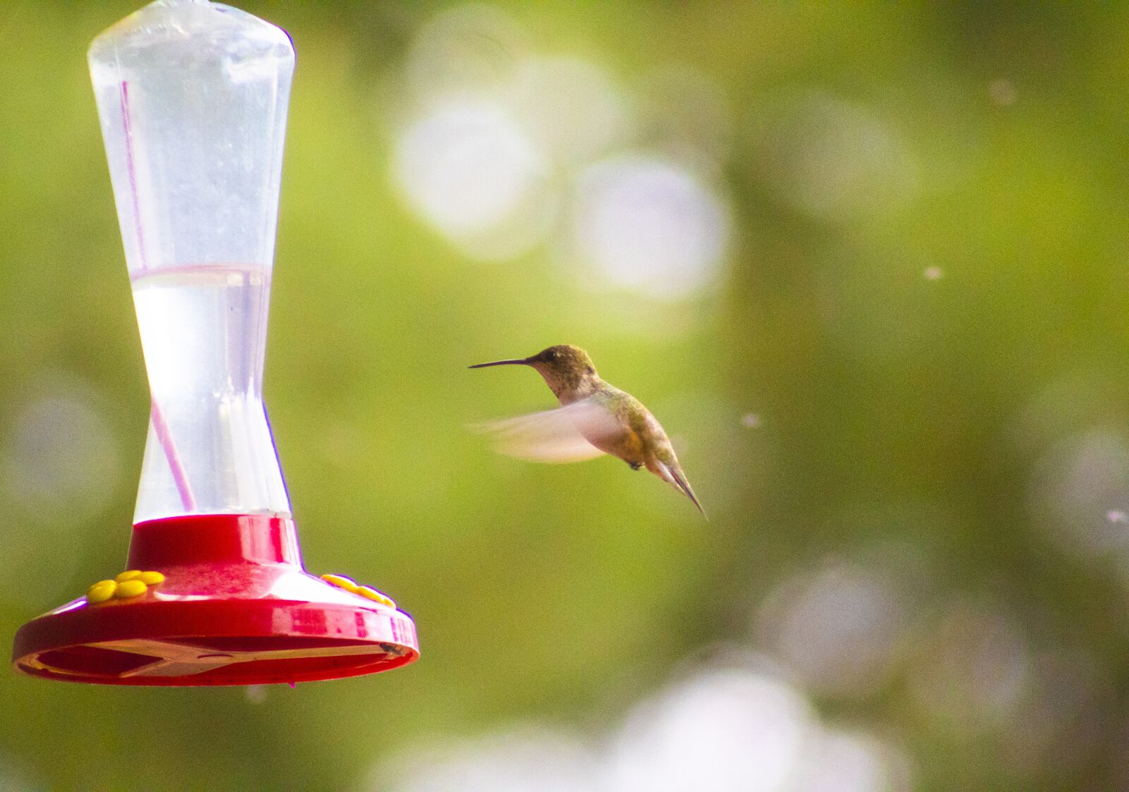 Canon EOS 1300D (EOS Rebel T6 / EOS Kiss X80) sample photo. Hummingbird, summer, feeder photography