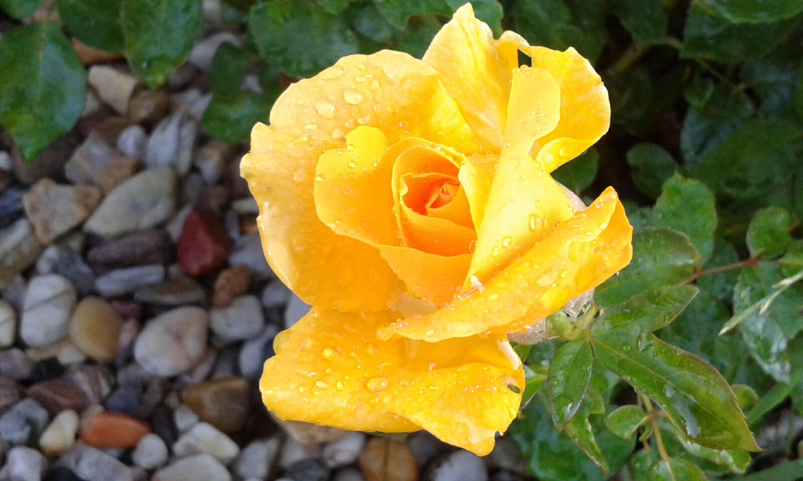 Samsung Galaxy Trend Plus sample photo. Rose, yellow, drops photography