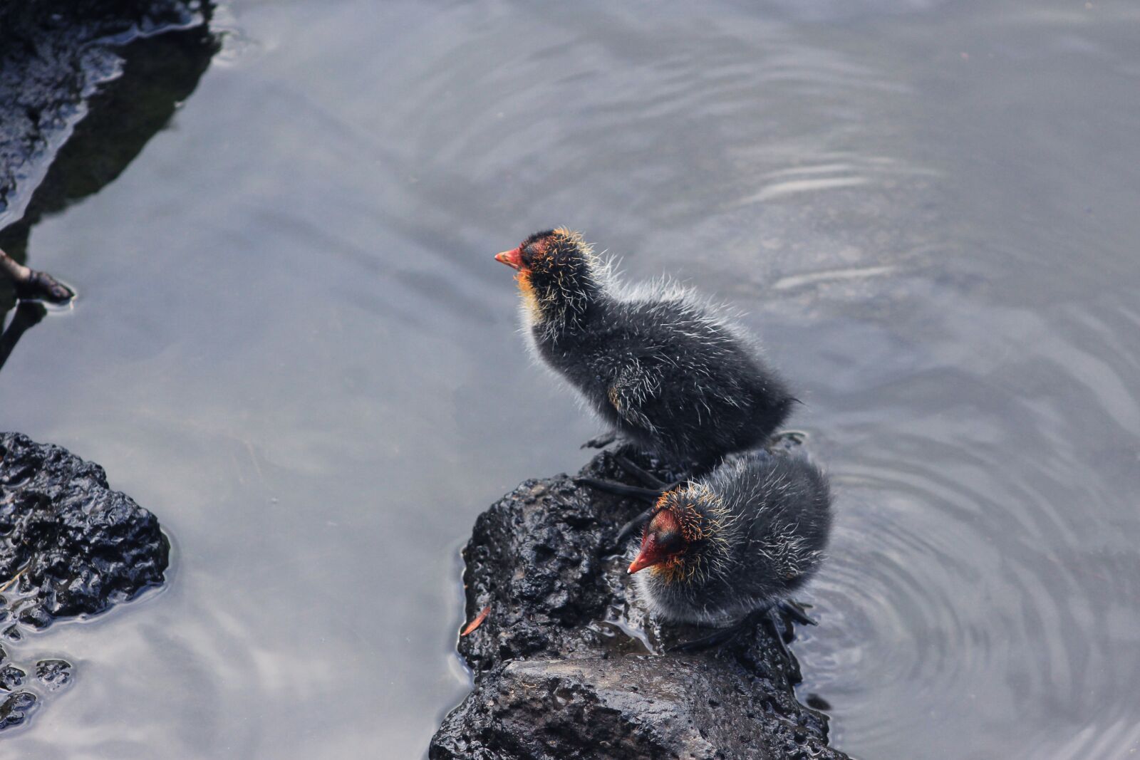 Canon EF75-300mm f/4-5.6 sample photo. Birds of new zealand photography