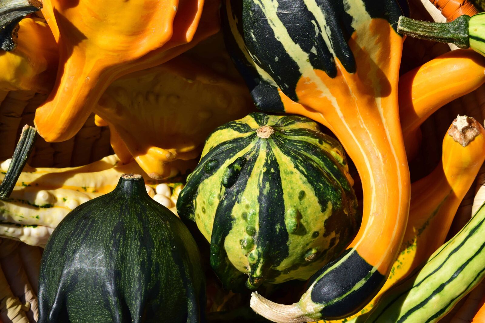 Nikon D3300 sample photo. Colorful, nature, vegetable, agriculture photography