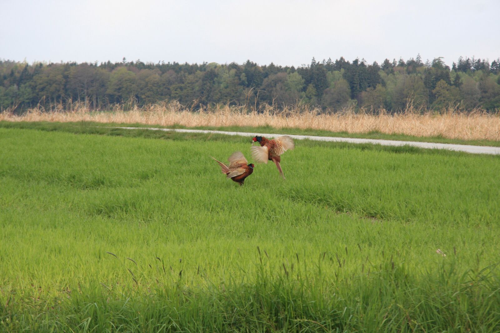 Canon EF-S 17-85mm F4-5.6 IS USM sample photo. Pheasant, dispute, field photography