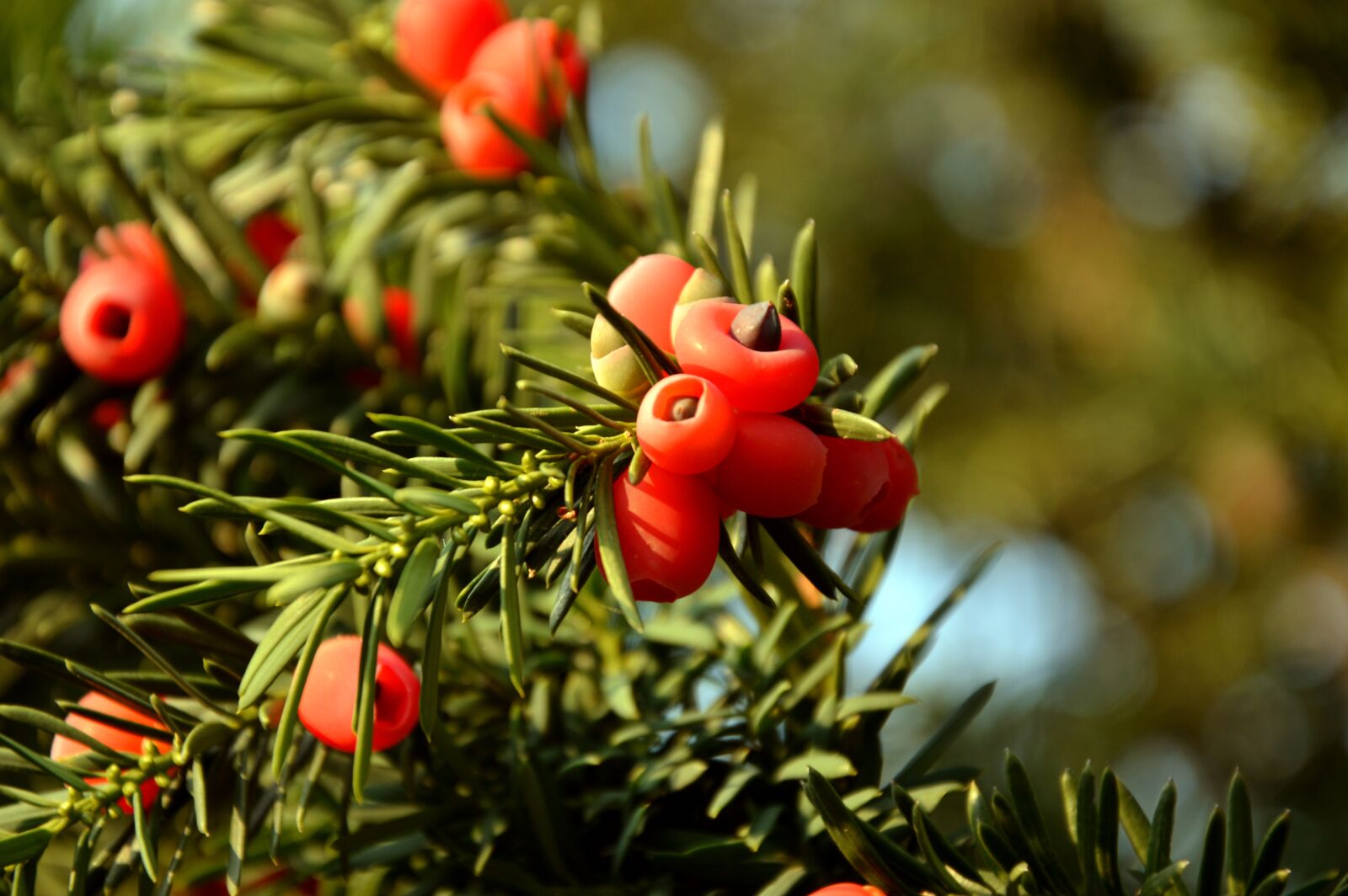 Nikon D3200 sample photo. Yew, taxus baccata, taxaceaee photography