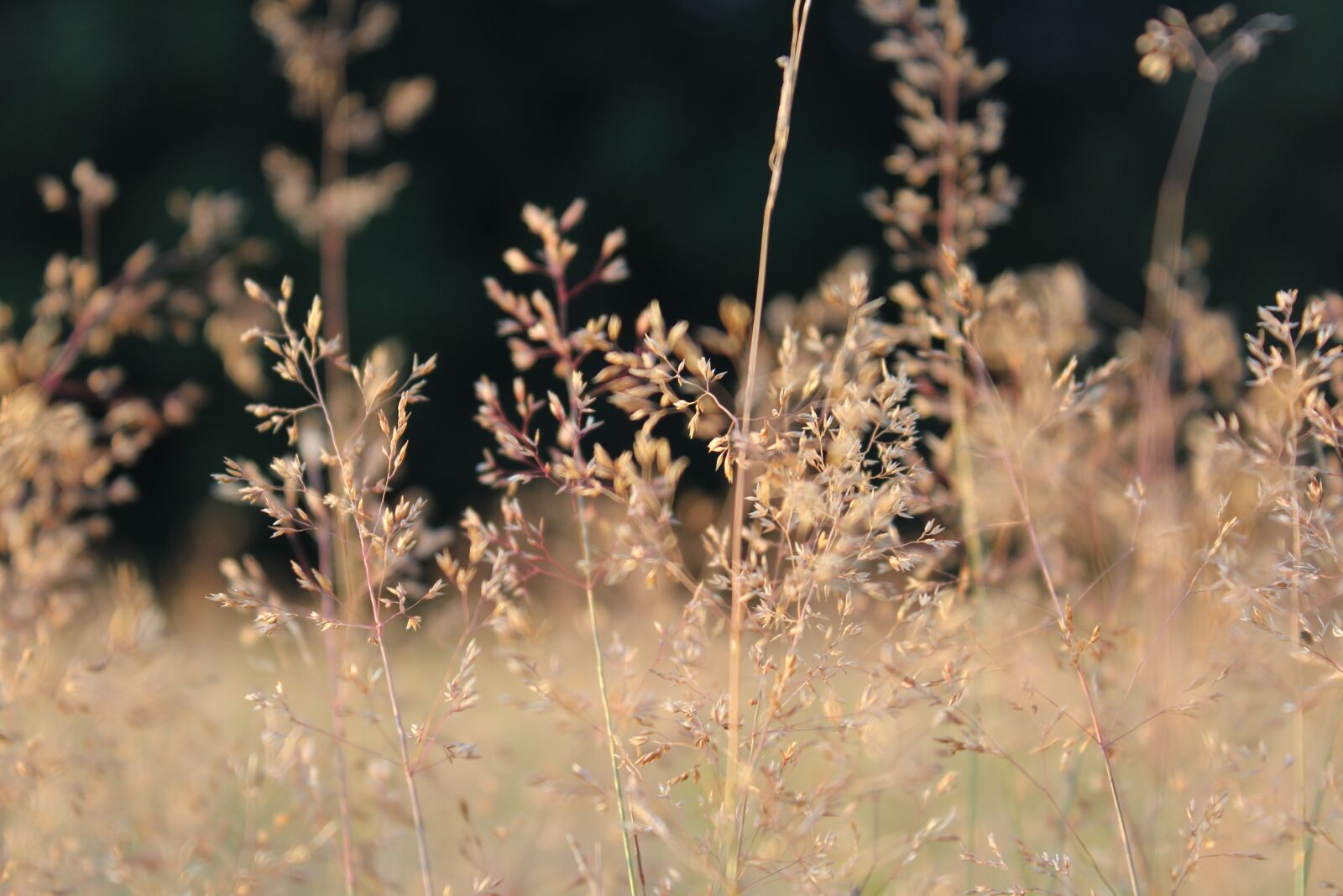 Canon EOS 1200D (EOS Rebel T5 / EOS Kiss X70 / EOS Hi) + Canon EF-S 18-55mm F3.5-5.6 IS II sample photo. Grass, meadow, fields photography