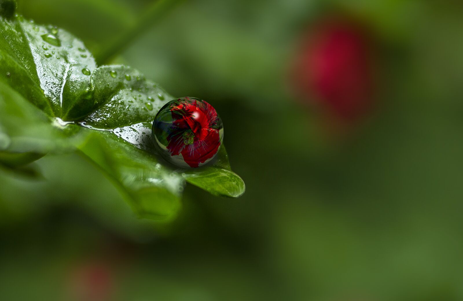 Nikon D600 sample photo. Drop of water, bubble photography