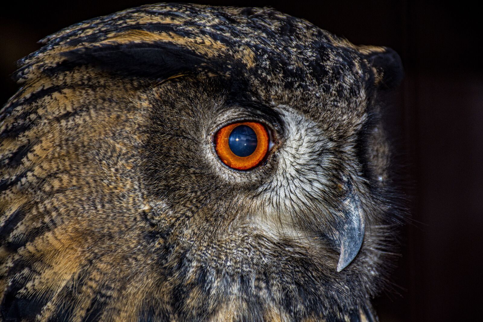 Nikon D7200 sample photo. Owl, eyes, bird photography