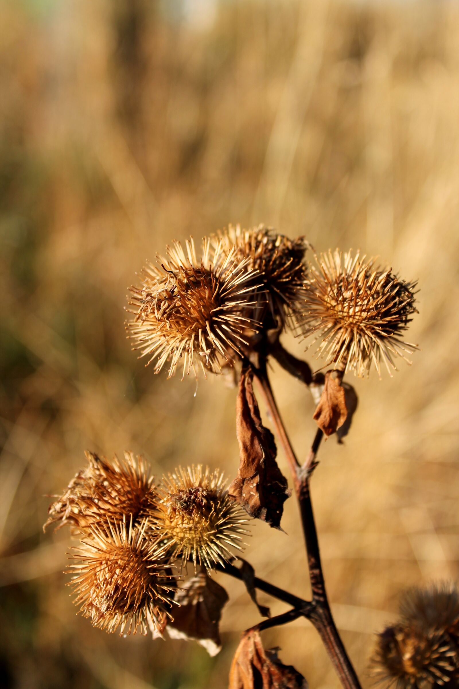 Canon EOS 1100D (EOS Rebel T3 / EOS Kiss X50) sample photo. Drought, thistle, dry photography