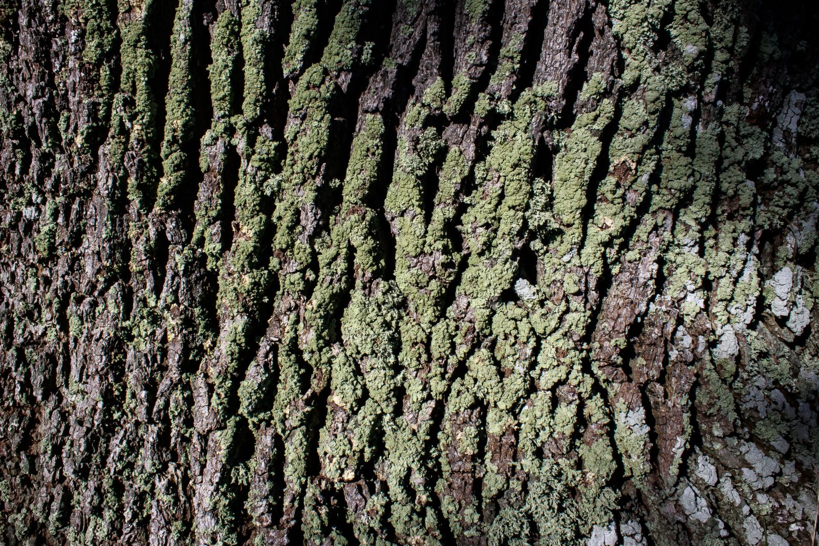 Canon EOS 1300D (EOS Rebel T6 / EOS Kiss X80) sample photo. Bark, tree, oak photography