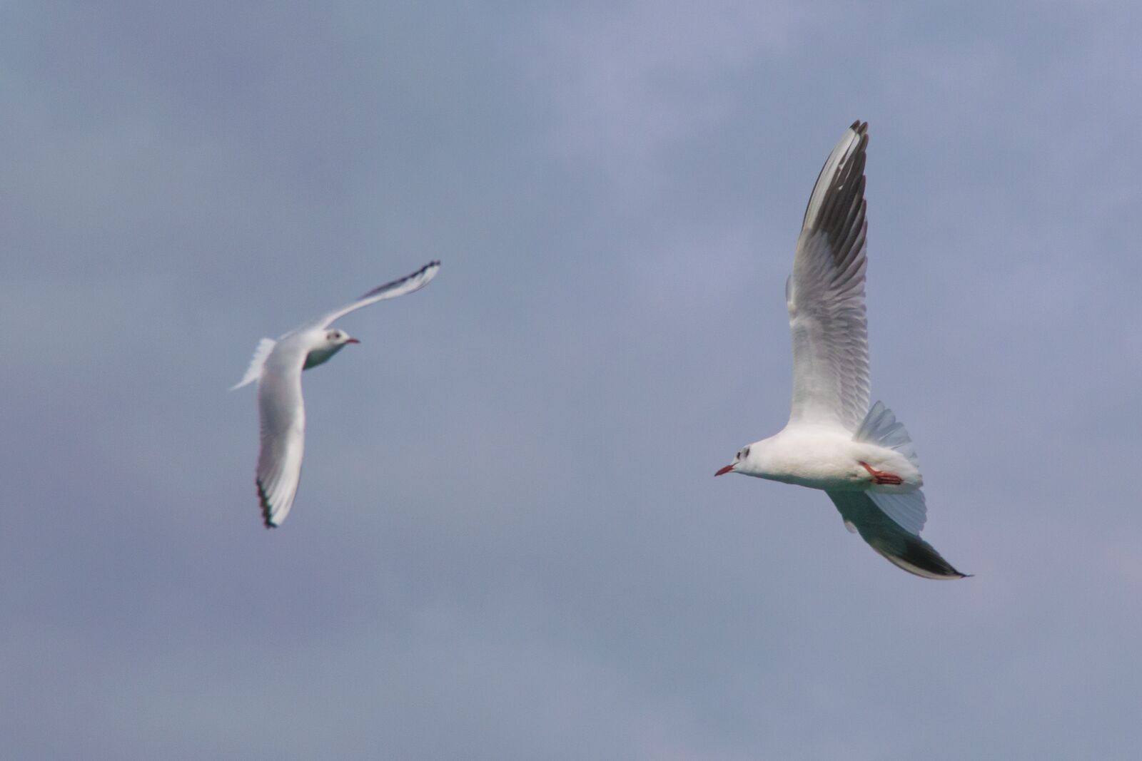 Nikon D5300 sample photo. Birds, seagull, flight photography