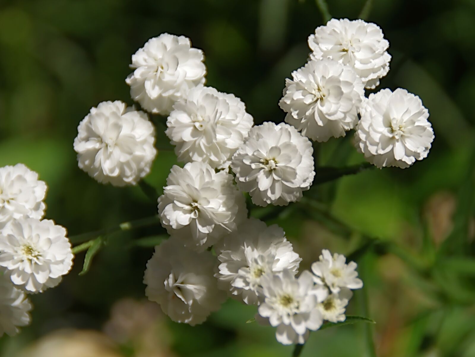 Pentax K-5 sample photo. Flower, white, achilée photography