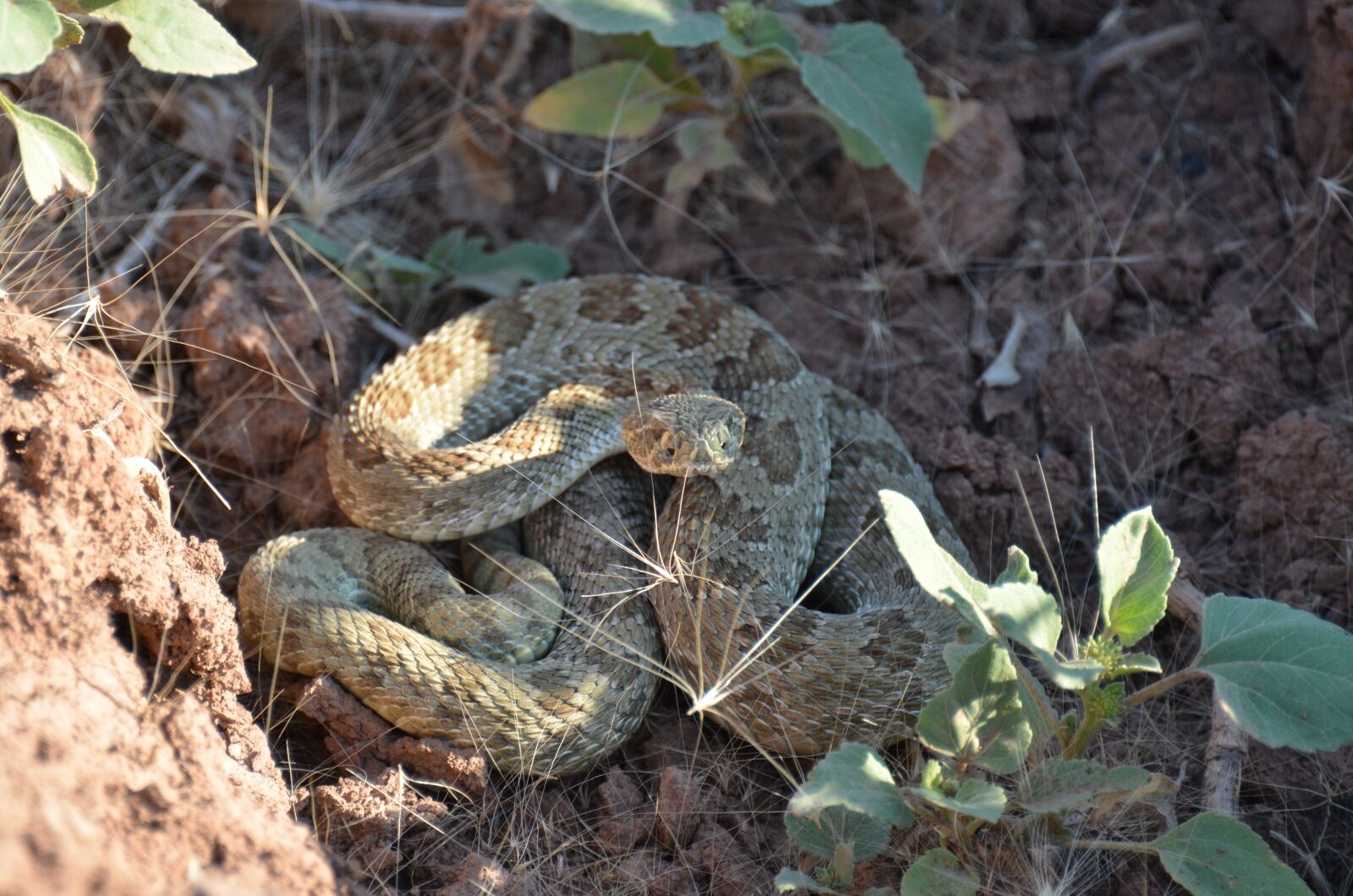 Nikon D7000 sample photo. Rattlesnake, reptile, desert photography