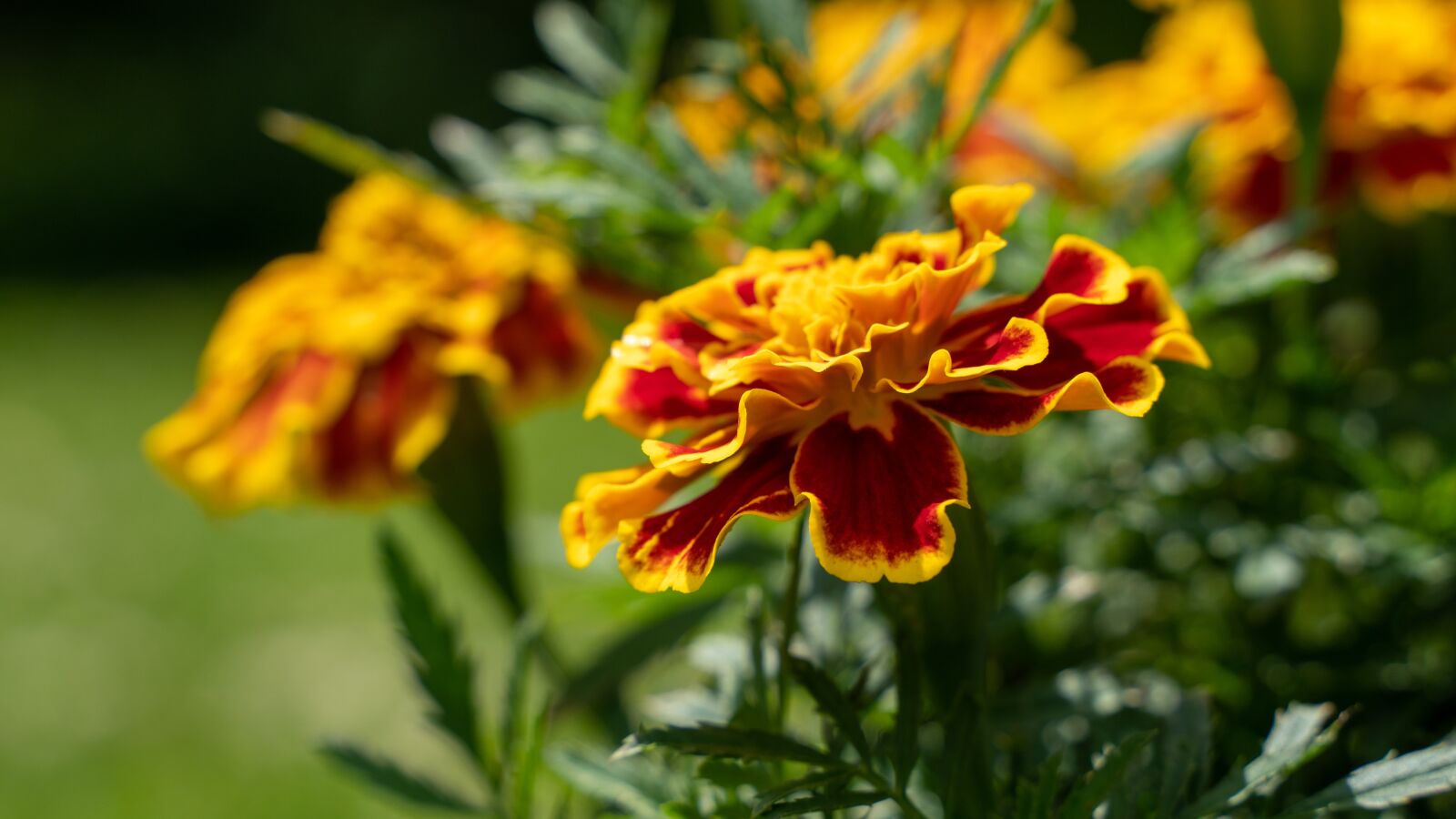 Sony a6300 sample photo. Marigold, plant, bloom photography