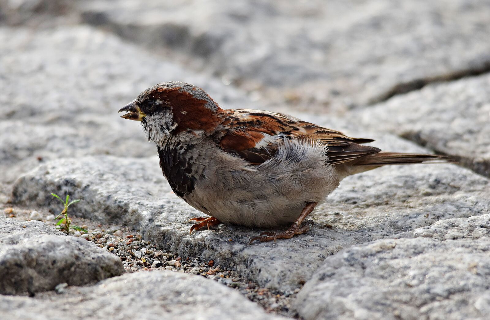 Nikon D5300 sample photo. Bird, the sparrow, nature photography