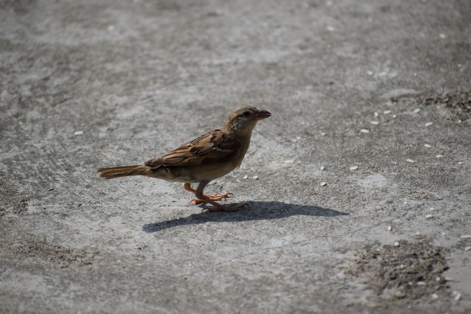 Nikon D3300 sample photo. Sparrow, bird, nature photography