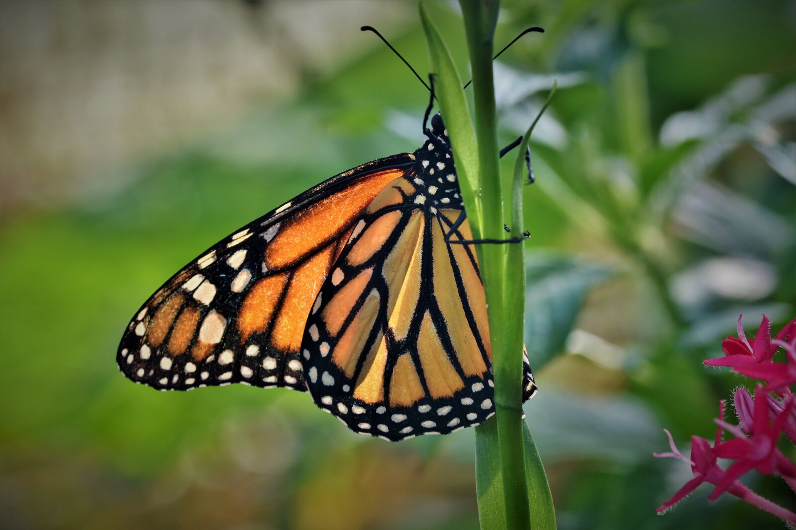 Nikon D7200 sample photo. Butterfly, tropical butterfly, exotic photography
