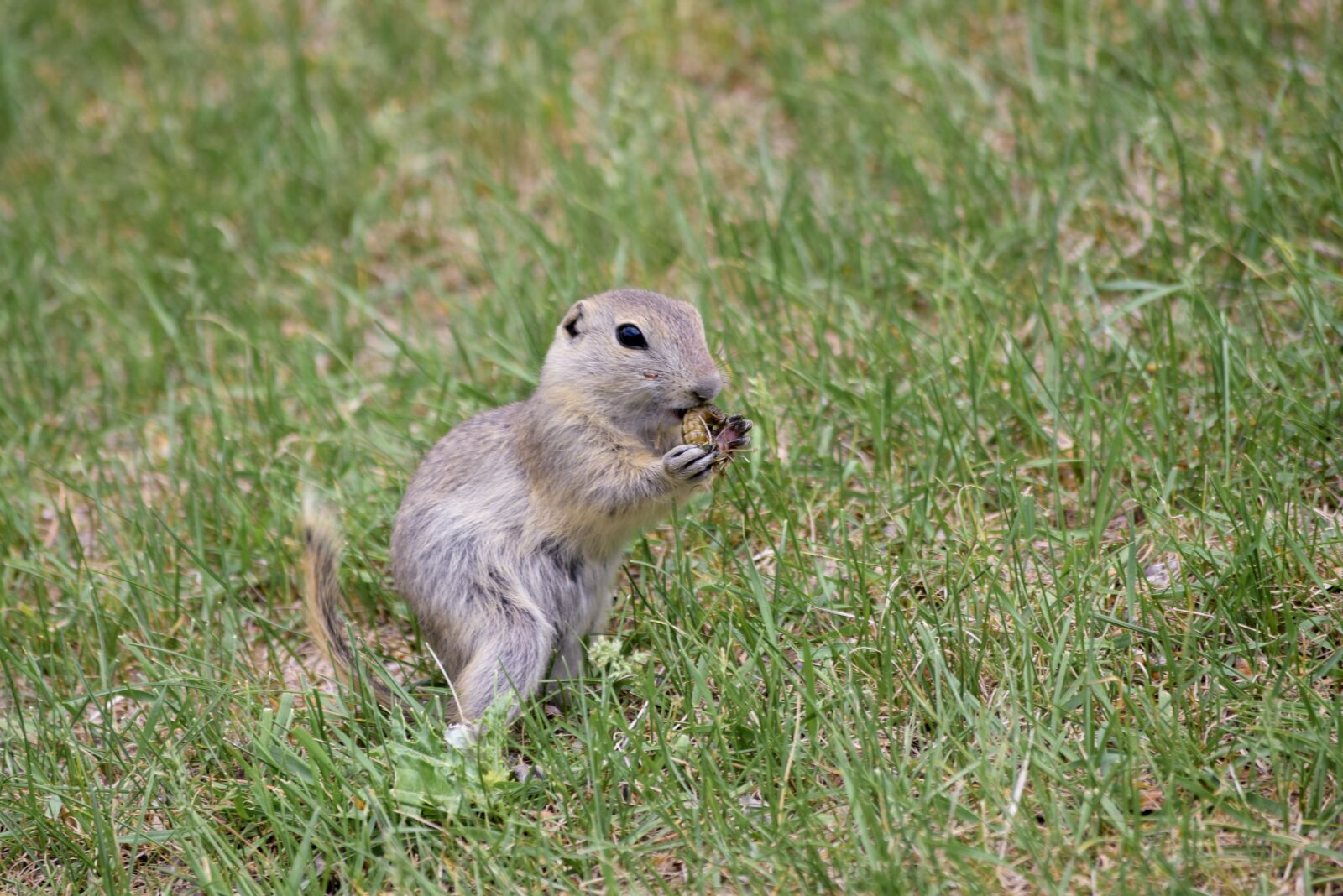 Nikon D3300 sample photo. Ground squirrel, feeding, worm photography