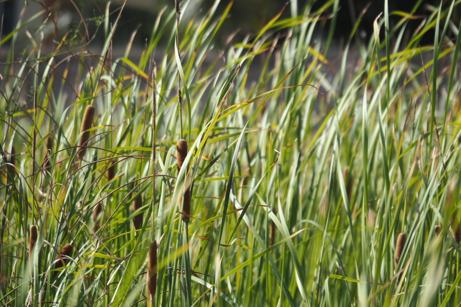 Olympus PEN E-PL7 sample photo. Grass, green, nature photography