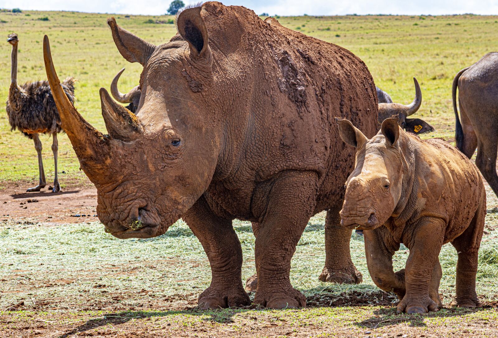 Nikon D7200 sample photo. Rhinos, africa, rhinoceros photography