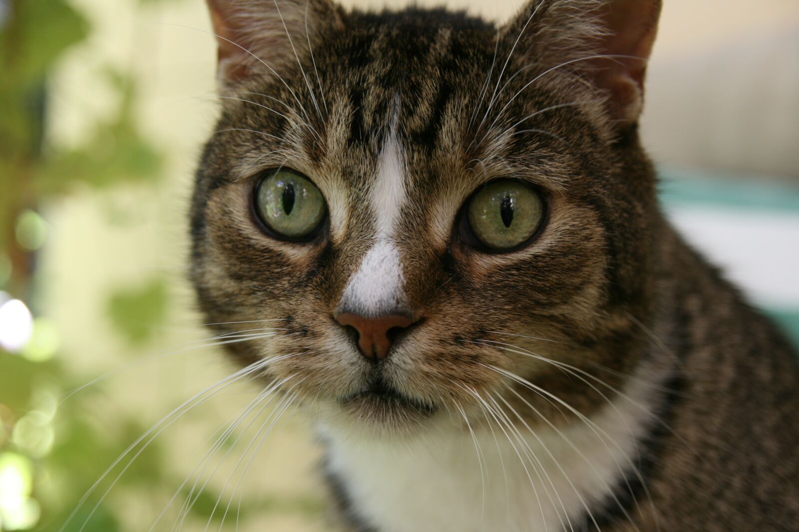 Canon EOS 400D (EOS Digital Rebel XTi / EOS Kiss Digital X) sample photo. Cat, domestic cat, mackerel photography