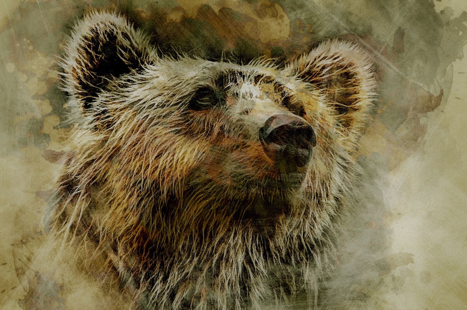 Nikon D50 sample photo. Grizzly, bear, kodiak photography