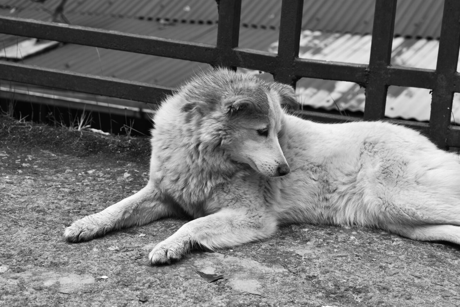 Nikon D3400 sample photo. Dog, beauty, family photography