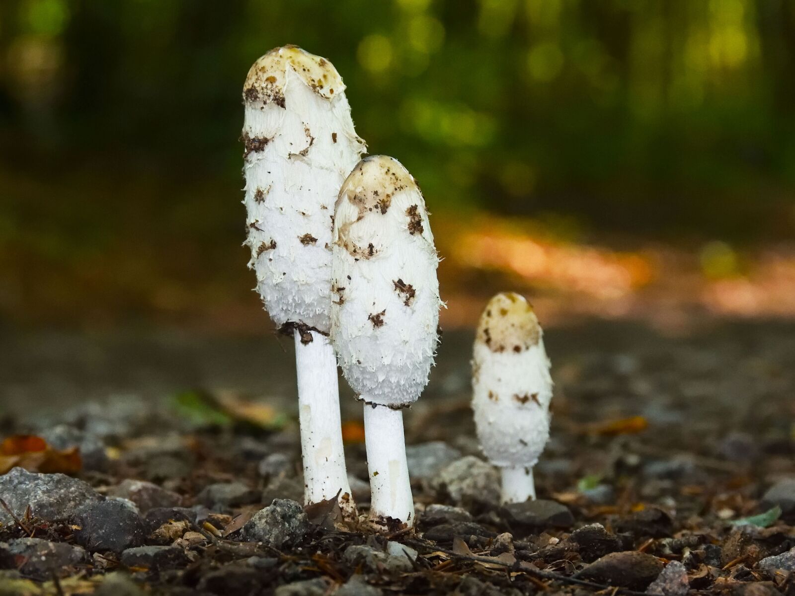 Nikon D5300 sample photo. Nature, wood, animal world photography