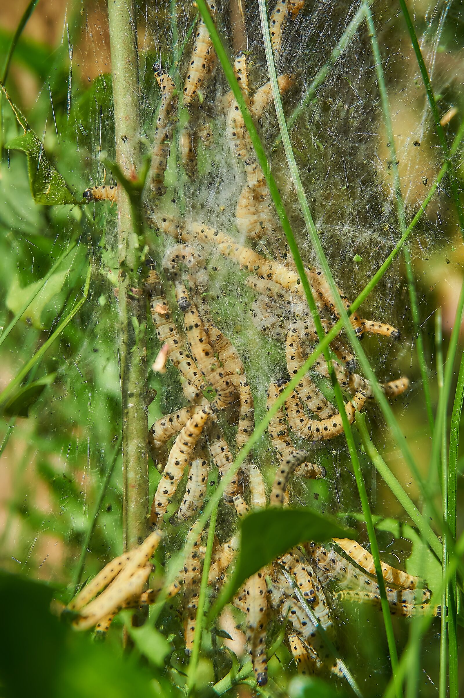 Sony a6000 sample photo. Ermine, bud moth, track photography