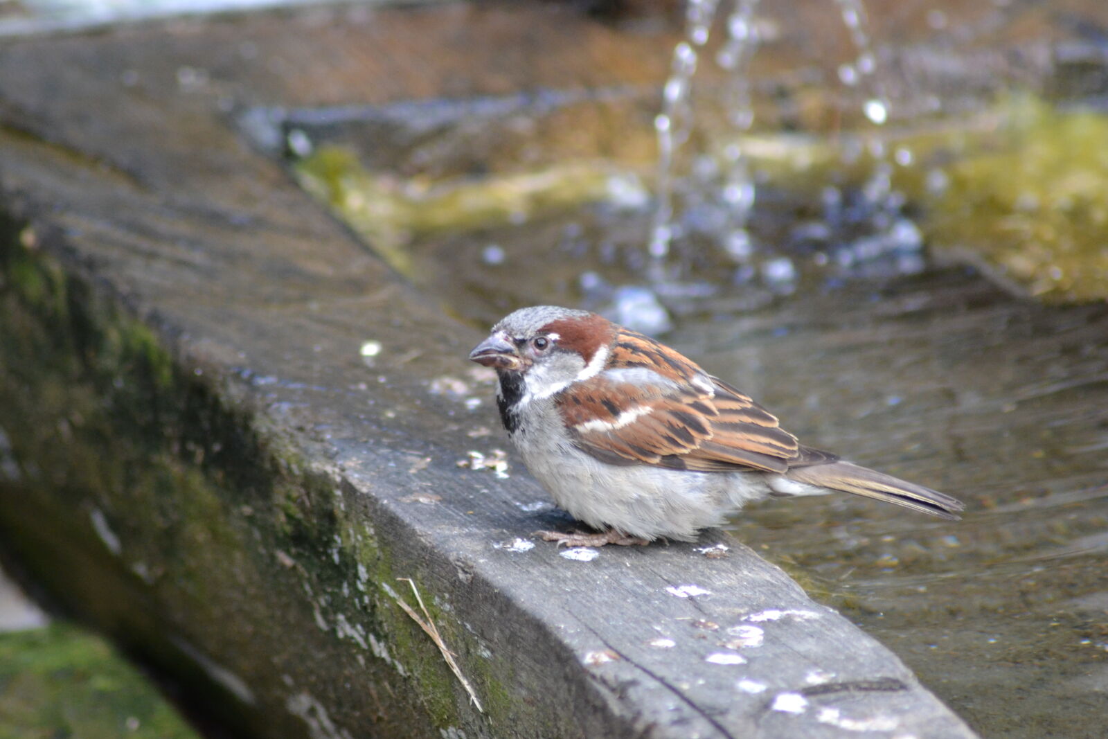 Nikon D3100 sample photo. Close, up, view, fountain photography