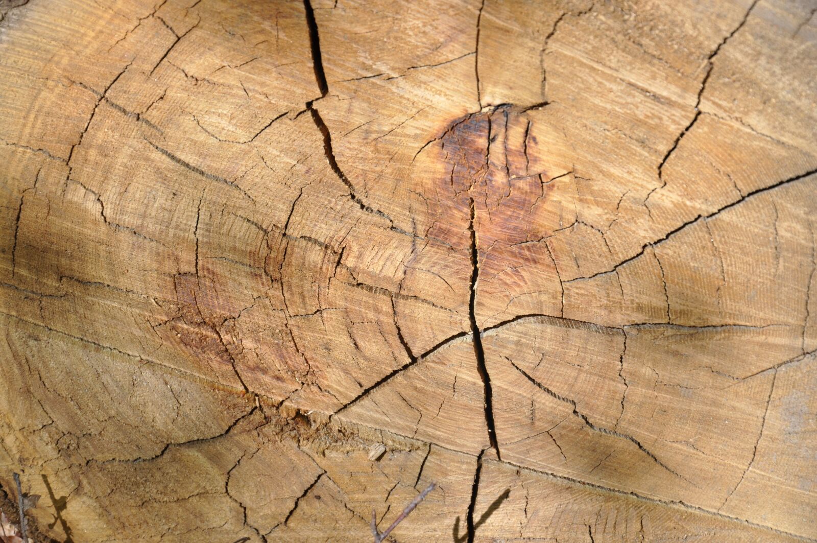 Nikon D90 sample photo. Wood, wood material, texture photography