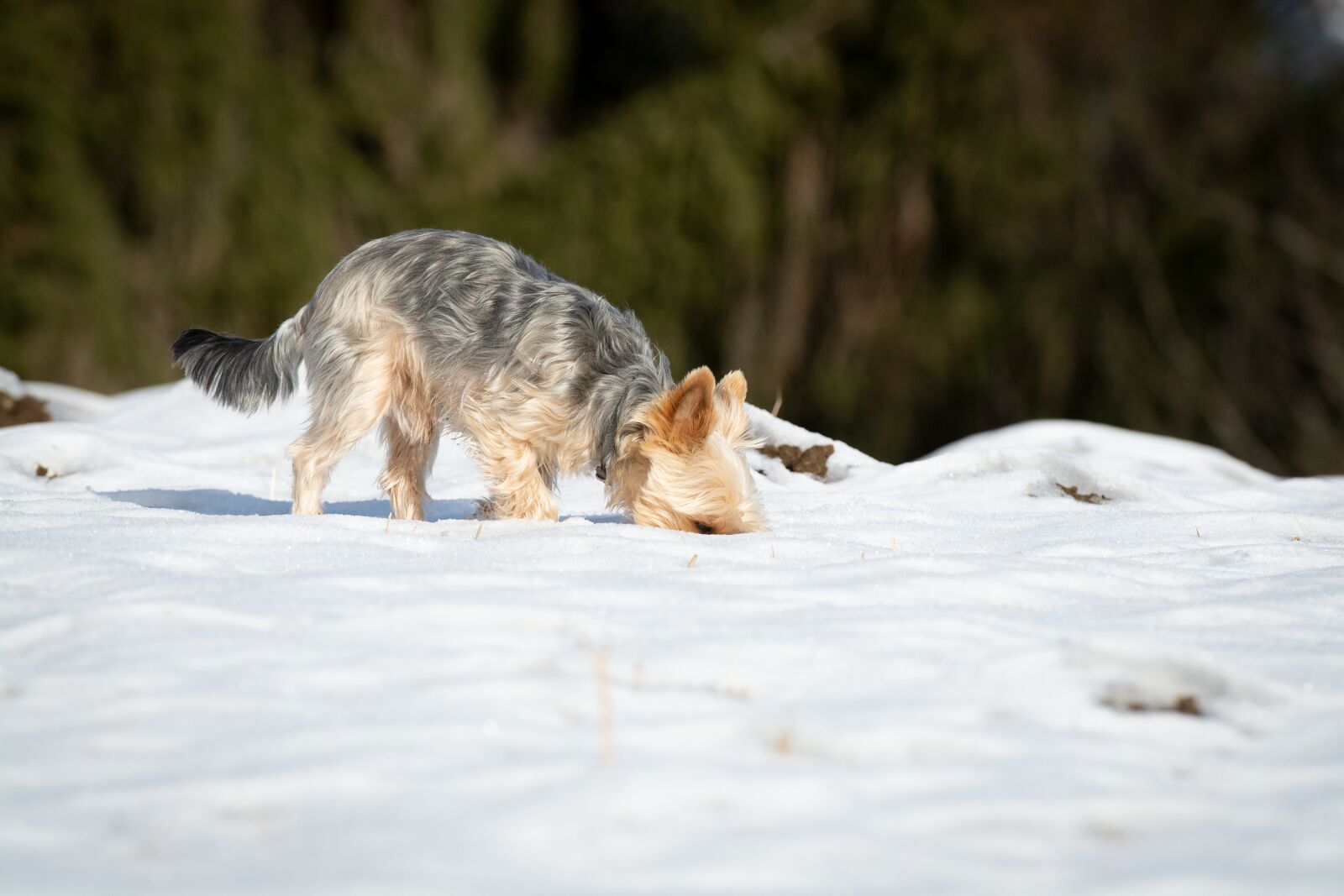 Nikon D7100 sample photo. Dog, winter, snow photography