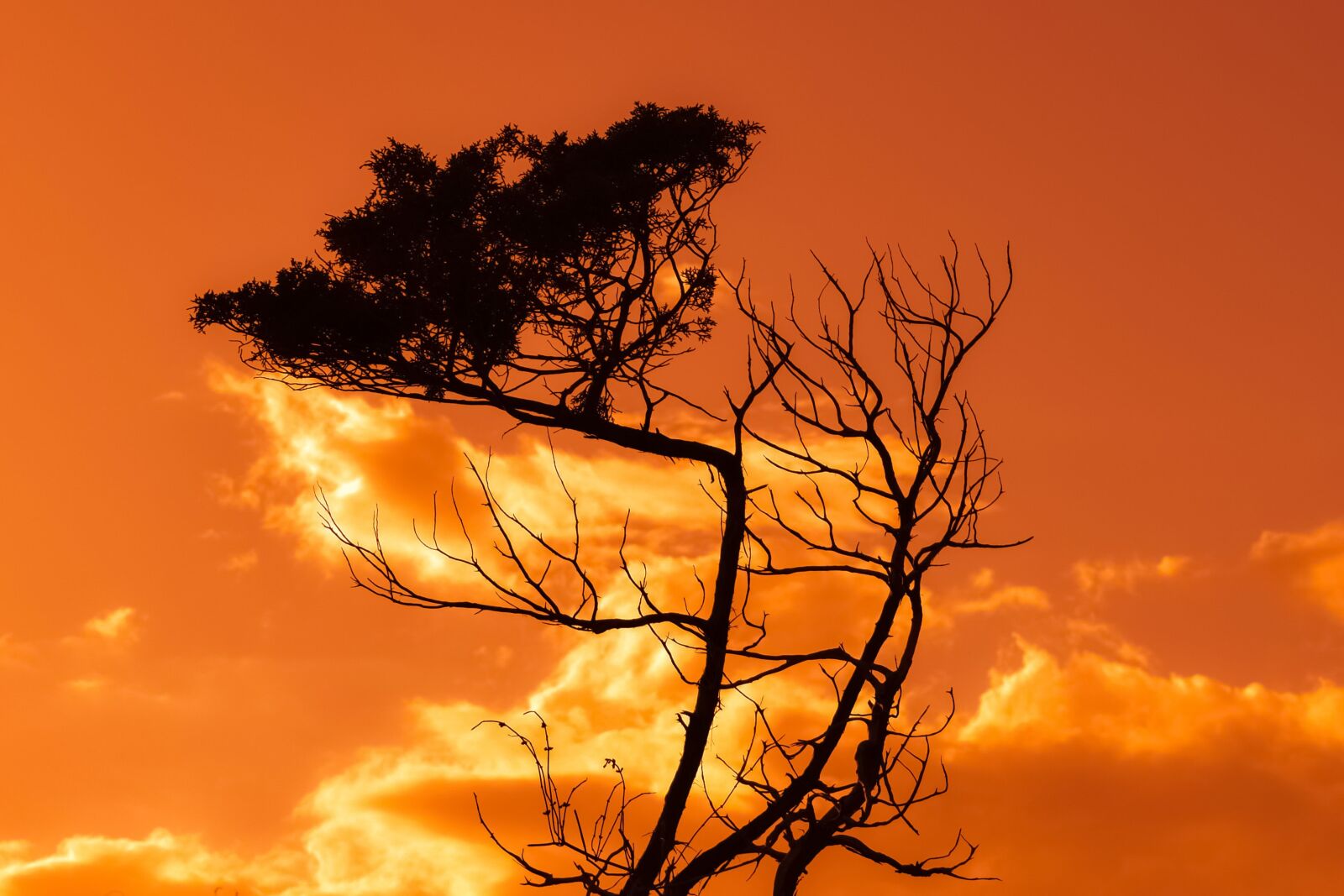 Nikon D3300 sample photo. Tree, branch, sunset photography