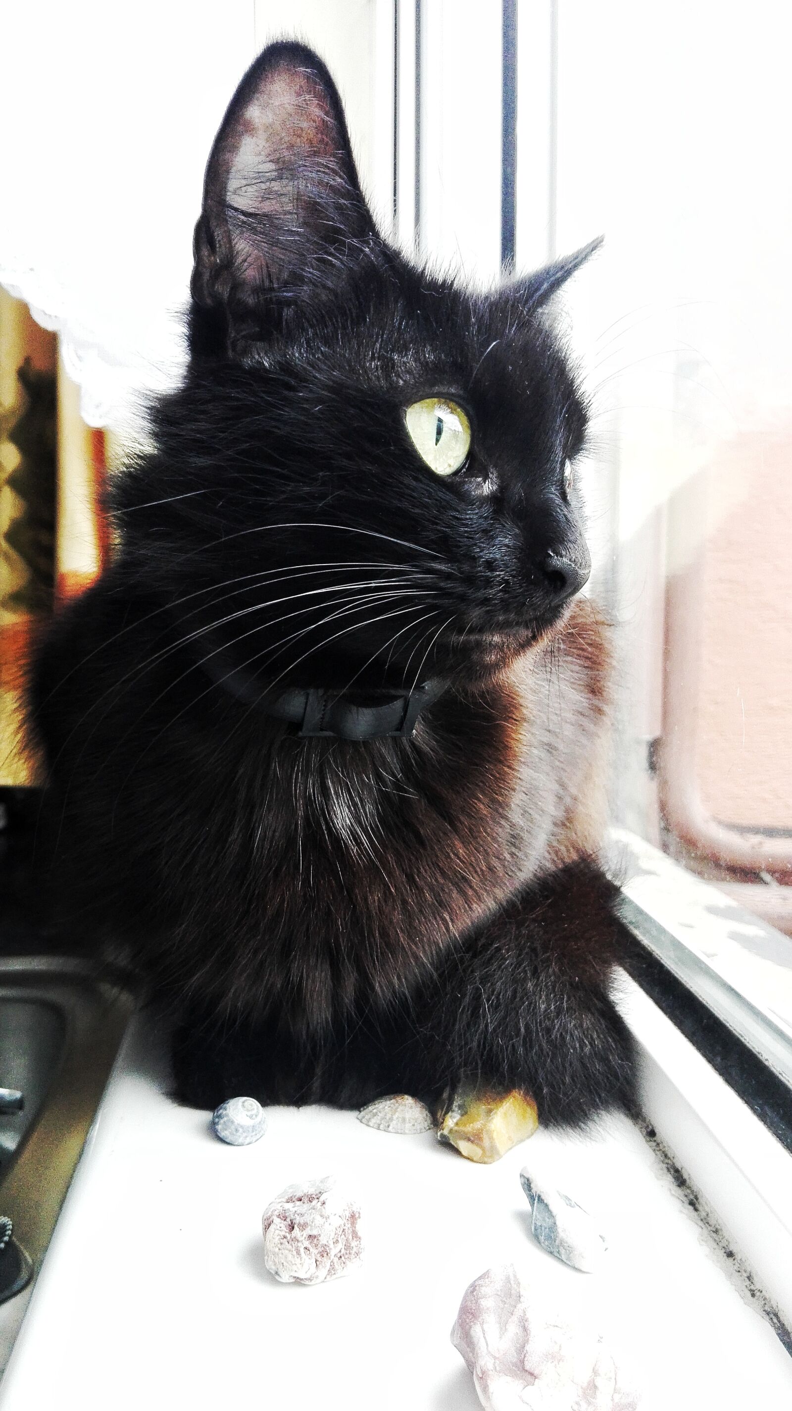 HUAWEI P8 Lite sample photo. Black, cat photography