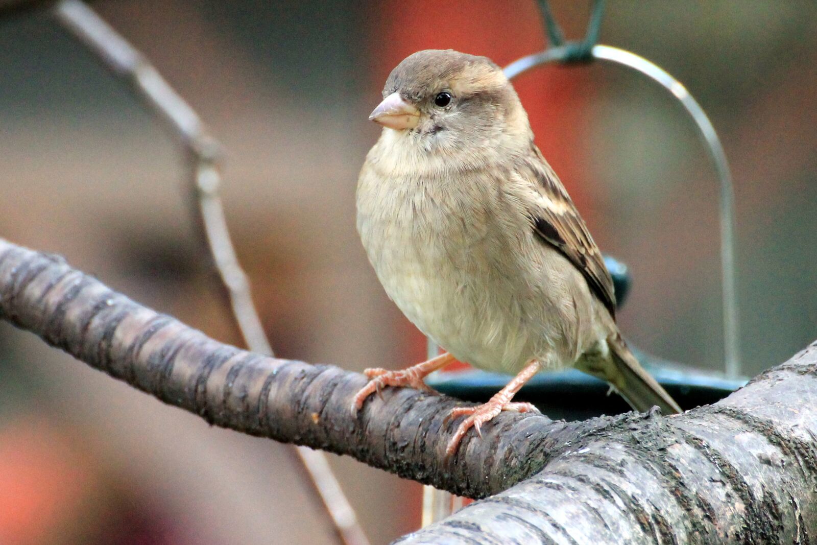 Canon EOS 1100D (EOS Rebel T3 / EOS Kiss X50) sample photo. Bird, sparrow, sperling photography