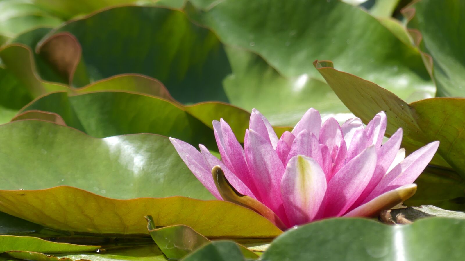 Panasonic Lumix DMC-FZ300 sample photo. Water lily, water, nature photography