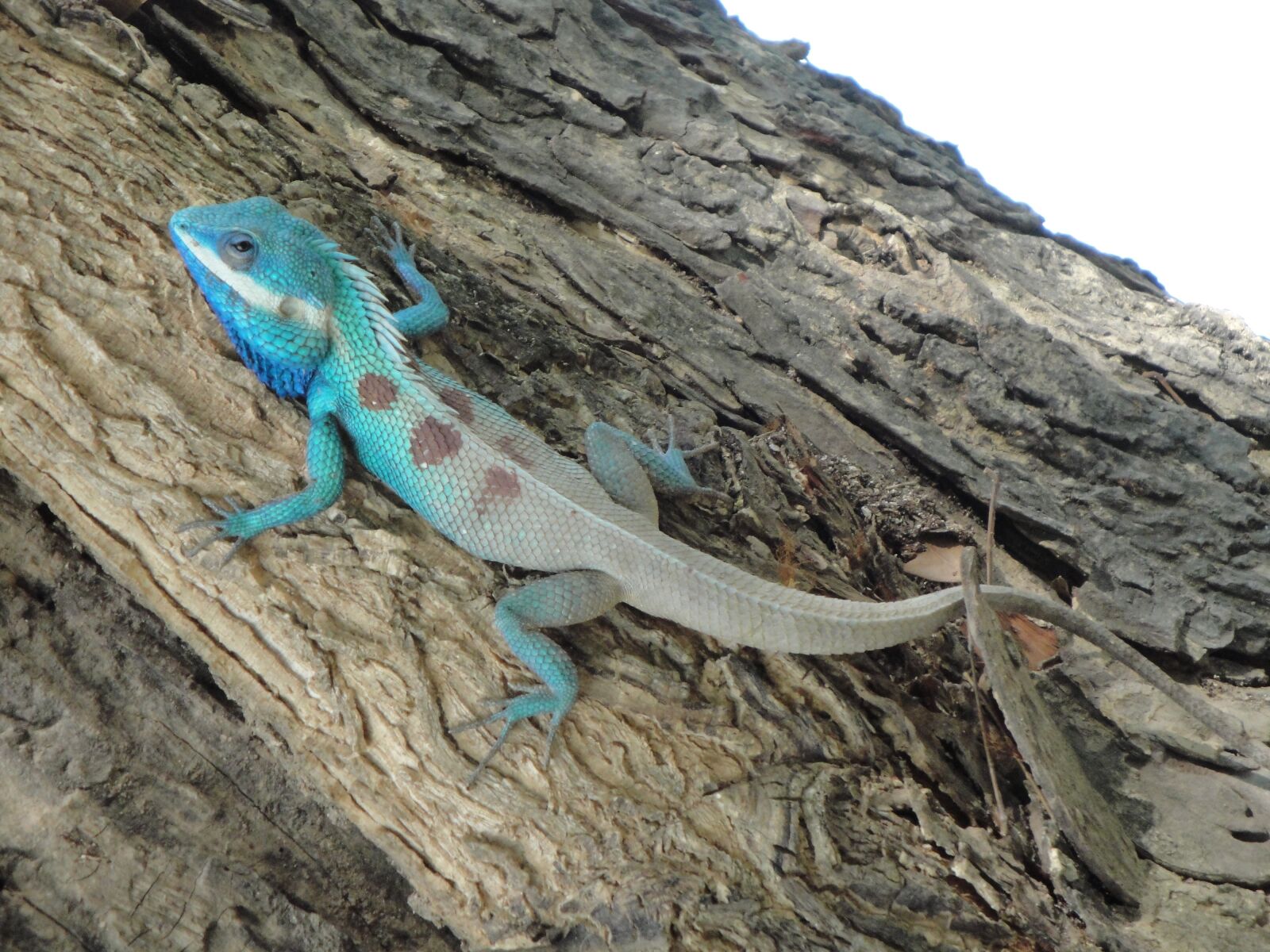 Sony Cyber-shot DSC-W290 sample photo. Tree lizard, animal, iguana photography